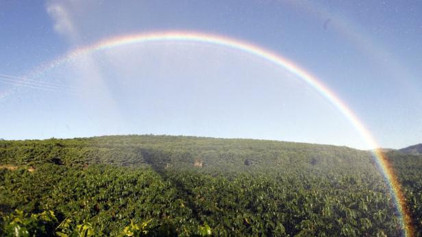 Ein Regenbogen erstreckt sich über eine grüne Plantage unter blauem Himmel.
