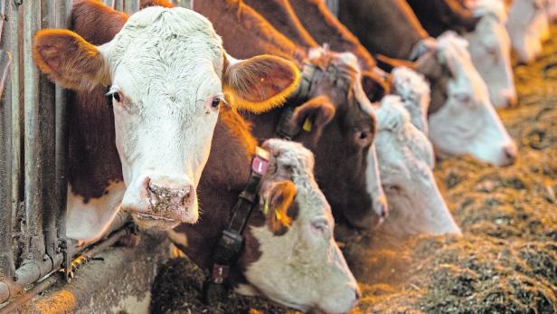 Deutsche Regeln für Tierwohl gefährden Österreichs Milchexporte 
