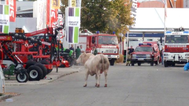 Stier Burli auf Messe ausgebüxt