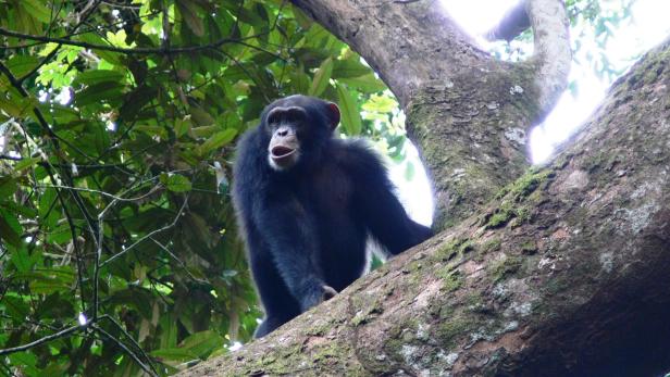 Schimpansen erkennen Schädel von toten Artgenossen