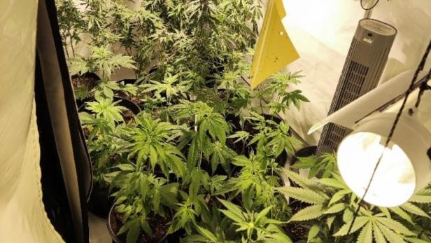 In der Wohnung des 43-Jährigen fand Polizei professionelle Marihuana-Zucht