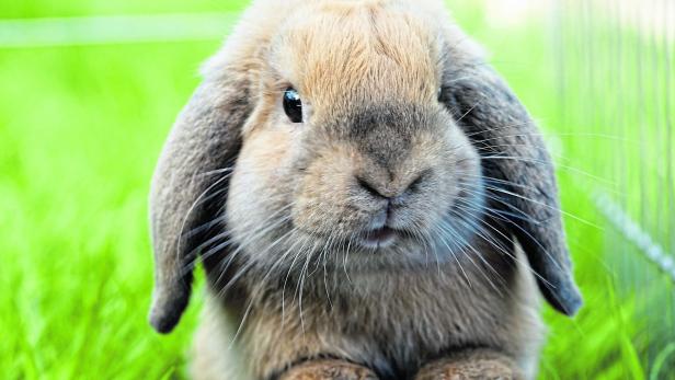Tiercoach: Kaninchen mit Schlappohren haben häufig Schmerzen
