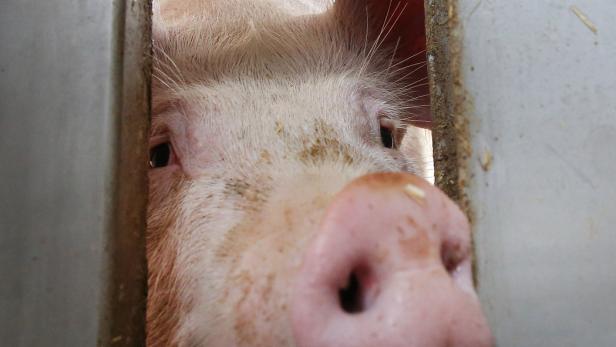 Zustände im Schweinestall: Sauschwerer Erklärungsbedarf