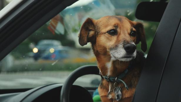 Skurriles Blitzerfoto geht viral: Sitzt da ein Hund am Steuer?