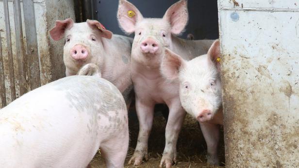 Erzeuger schlagen Alarm: "Rind- und Schweinefleisch muss teurer werden"
