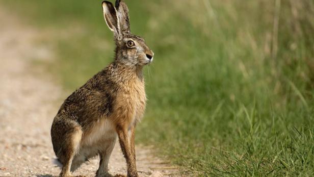 Die Zählungen der Feldhasen haben im Burgenland große regionale Unterschiede ergeben