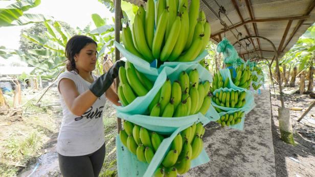 Warum Bananen oft billiger sind als Äpfel