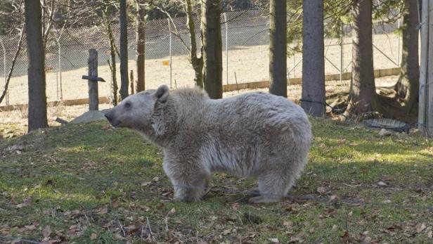 Bär Eddie genießt das frühlingshafte Wetter im Bärenwald Arbesbach (Niederösterreich).