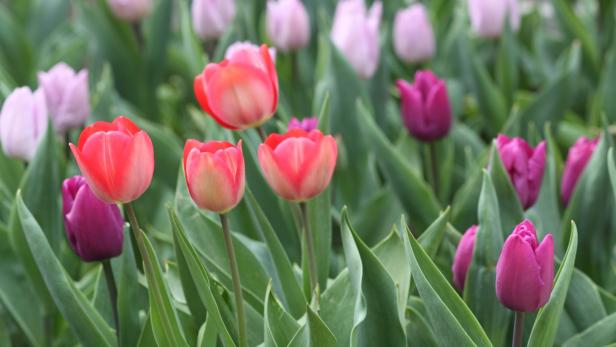 Garten-Expertin rät: Tulpen immer neu setzen