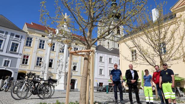 Zwei neue Schattenspender für Rathausplatz in Stein