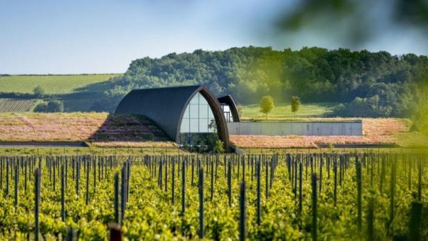 Ein modernes Weingut mit begrüntem Dach inmitten eines Weinbergs.