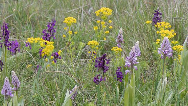 Verschiedene Wildblumen, darunter lila Orchideen und gelbe Doldenblütler, wachsen in einer Wiese.