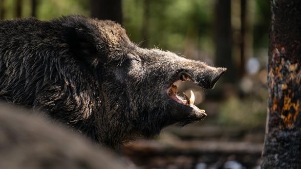 Tierpark tauft Schwein "Putin" um: "Keine Sau hat den Namen verdient"