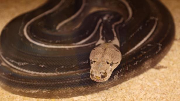 Zwei Meter lange Python versteckte sich tagelang unter Handschuhfach