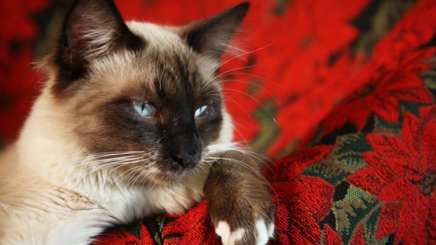 Haustierhalter sollten auf Weihnachtssterne verzichten. Die Pflanze ist für Katzen Gift.