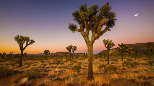 Die Mojave-Wüste im Westen der USA ist 35.000 km² groß und gilt als einer der ruhigsten Plätze der Erde, insbesondere in den Kelso-Dünen gibt es kaum Geräusche