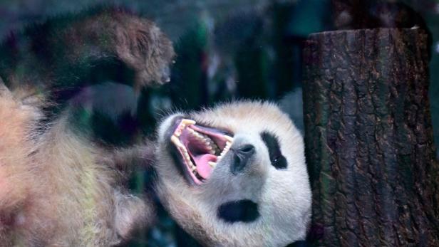 Importierter Urin soll keuschen Panda in Sextiger verwandeln