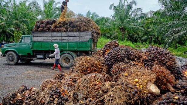 Oil palm plantation workers prepare to unload freshly harvested fruit.