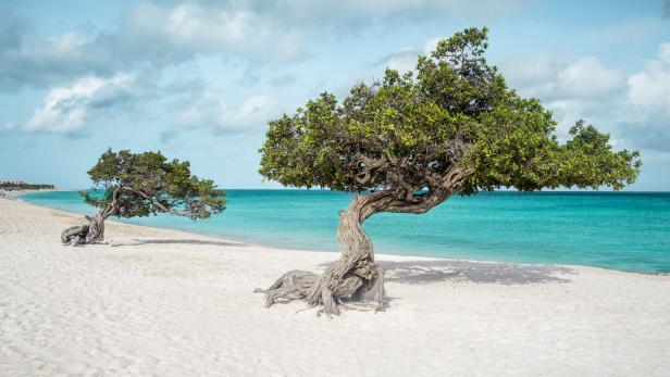 Zwei Divi-Divi-Bäume an einem weißen Sandstrand mit türkisfarbenem Wasser.