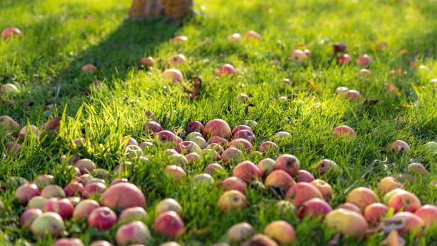 Äpfel in 100 Variationen: Mehr Aroma geht nicht