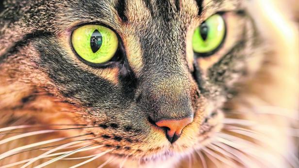 Tiercoach: Was die Tücken der Gelbsucht bei Hunden und Katzen sind