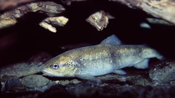 Verunreinigung: 70 Fische in Tiroler Bach verendet