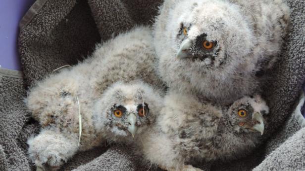 Baum in Marchegg umgestürzt: Vier kleine Waldohreulen gerettet