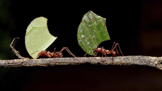 Ameisen daheim: Faszinierende Haustiere, lästige Plagen