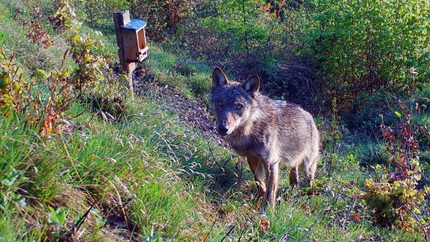 Erstmals Wolf in der Nähe von Graz gesichtet