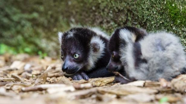 Zoo Schmiding: Nachwuchs bei Lemuren-Familie