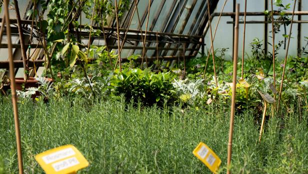 Rosmarin und andere Pflanzen wachsen in einem Gewächshaus.