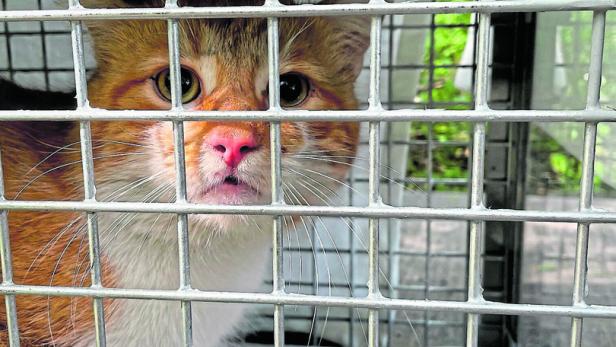 Streunerkatzen in der Stadt: Eine Falle für Problem-Felle