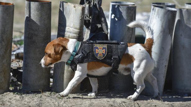 Über 100 Funde: Präsidenten-Ehrung für ukrainischen Minensuchhund