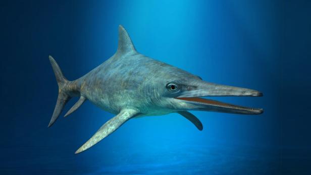 Paläontologen fanden jüngste Fischsaurier Österreichs