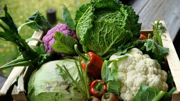 Auch wenn sich die Natur jetzt in Winterschlaf begibt: es gibt eine Reihe von Gemüsesorten, die wahre Vitaminbomben sind. Sie sollten vor allem die robusten, tiefgrünen Sorten greifen.