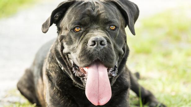Mann stellt "Wachhund" auf die Probe: Reaktion des Vierbeiners geht viral