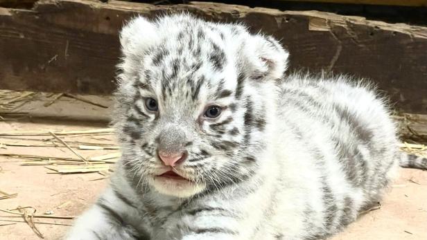 Nachwuchs im "Weißen Zoo": Königstiger „Mikita“ überraschte Zoo-Team