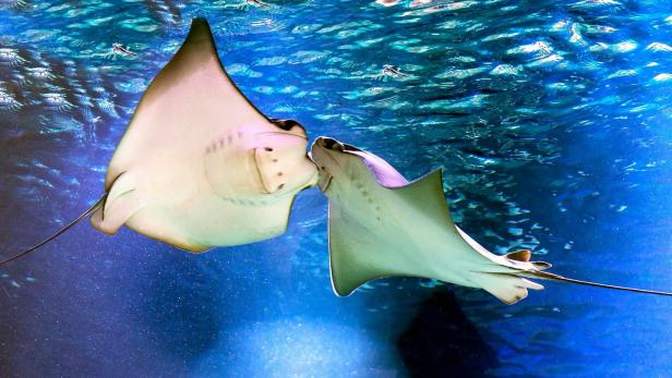Haus des Meeres: Kuh-Nasen-Rochen sind neue Stars des Aquariums