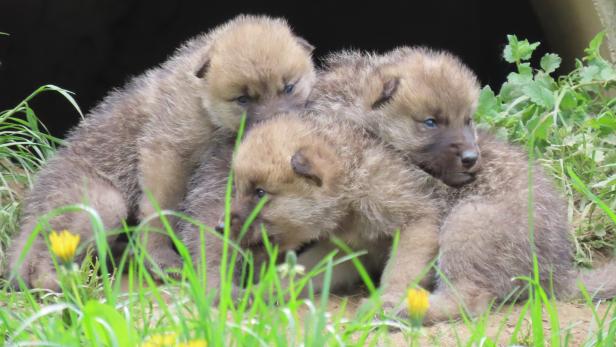 Heulender Nachwuchs in der Steiermark: vier Polarwolf-Welpen in Herberstein