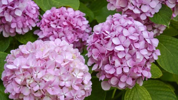 Leuchtend rosafarbige Blütenköpfe bei einer Hortensie.