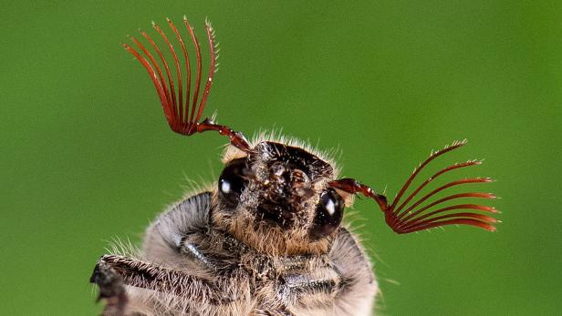 Abnehmende Vielfalt bei den Insekten bedroht Ökosysteme