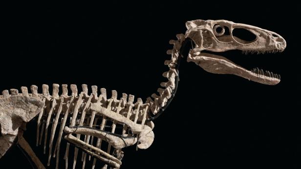 Dino-Skelett für mehr als zwölf Millionen Dollar versteigert