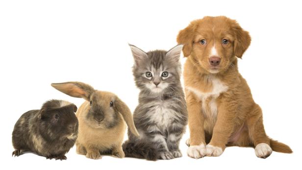 Haustier-Alarm: Sechs Grundregeln, damit das Zusammenleben klappt