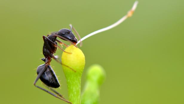 Ameisen setzen Heilmittel und Sklavenarbeit gezielt ein