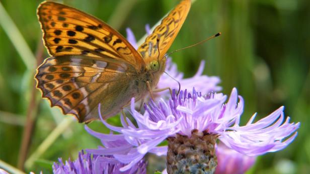 Immer mehr Schmetterlingsarten in Vorarlberg vom Aussterben bedroht