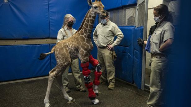 Humanmediziner rettet Giraffe und weint vor Rührung