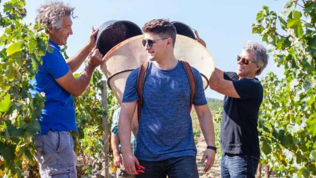 Helfer tragen einen vollen Traubenkorb durch einen Weinberg.