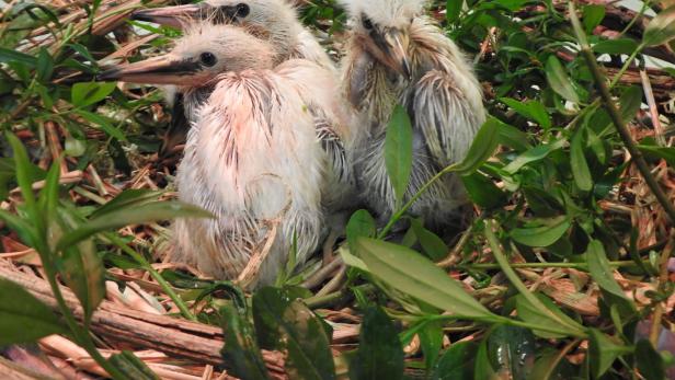 Gefiederte Unwetteropfer: Seidenreiher werden im Zoo Schmiding aufgepäppelt