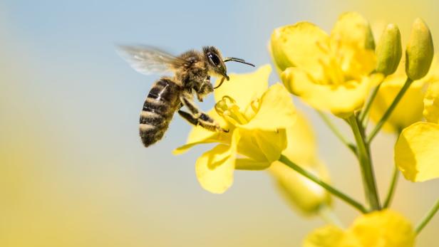 Samariterbund gibt Bienenvölkern eine Heimat