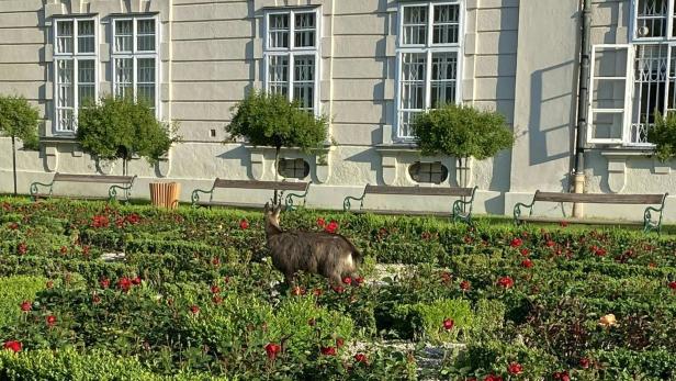 Gams verirrte sich in Salzburg: Tierärztin betäubte Tier mit Blasrohr